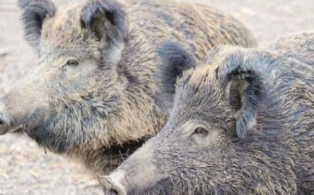 La peste porcine : ne faisons pas une dispute idéologique