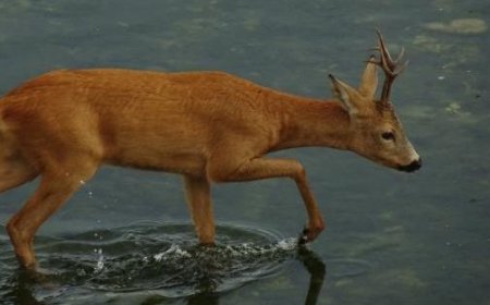 Une famille de cerfs en excursion dans le lit de la Parma – Les photos d’une lectrice