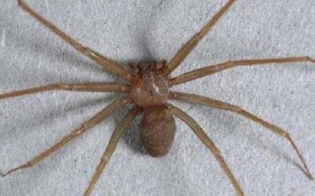 Secrets of the Venomous Roommate Revealed: Investigating the Violin Spider