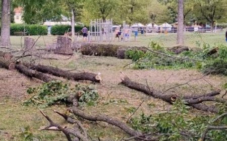 Protestation au Parc Ferrari: la colère des visiteurs contre la coupe des plantes