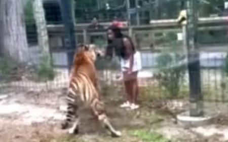 Un homme traverse la clôture du zoo et une tigre manque de lui arracher la main – Vidéo