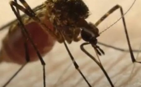 Two Deaths in Parma Due to West Nile Virus – Video报道