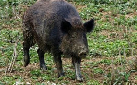 Collecchio: Mann bei Morgenspaziergang von zwei Wildschweinen verfolgt