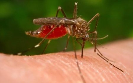 Deux nouveaux cas de patients malades du virus du Nil occidental signalés dans la province, alerte dans la ville pour un cas suspect de Dengue
