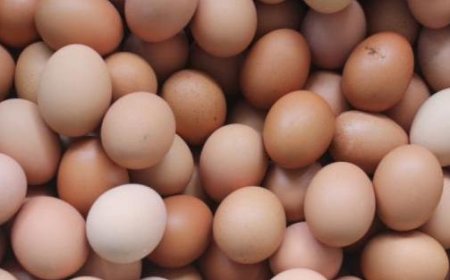 Eier mit Salmonellen verseucht: 28 Rückrufe für verschiedene Marken