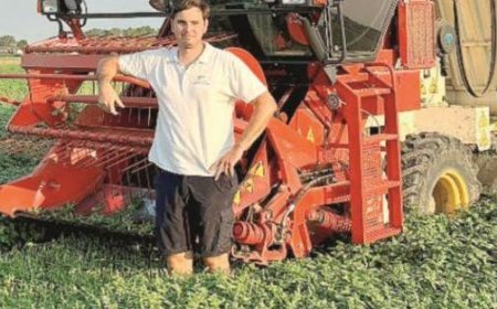 Filippo Carrara : passion pour le basilic. «Je cultive 50 hectares par an»