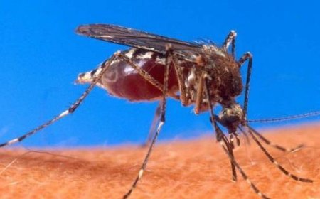 Un cas de dengue diagnostiqué à Gattatico, début de la désinsectisation