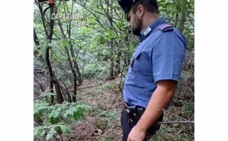 Le mystère du crâne dans la forêt : le procureur nomme un consultant