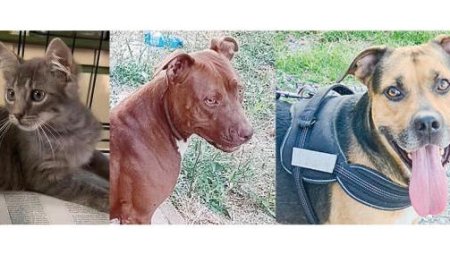 Katze Martino und Hunde Sky und Bonnie suchen ein Zuhause – Fotos
