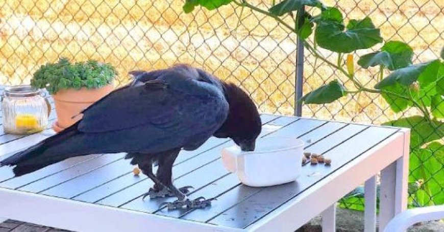 Un grand corbeau menace les habitants de Sorbolo
