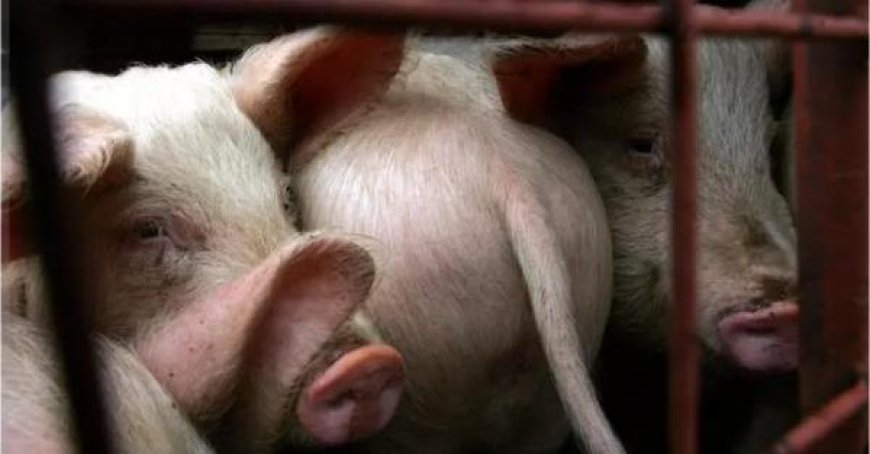 Afrikanische Schweinepest: Coldiretti fordert sofortige Maßnahmen, Unternehmen am Boden