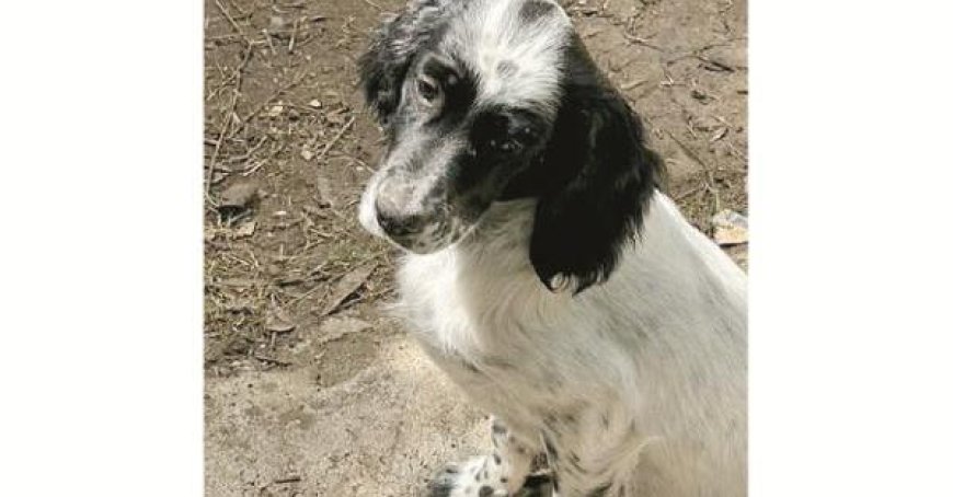 Chiot empoisonné sur les collines de Noceto : décès de la petite Lilì
