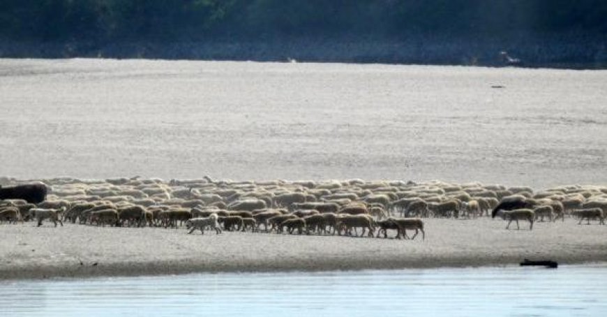 Schafsspektakel am Ufer des Po – Foto zeigt beeindruckende Szene