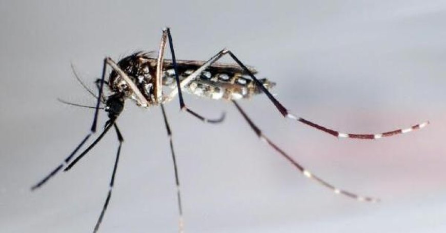 89-Jähriger stirbt in Modena am West-Nil-Virus
