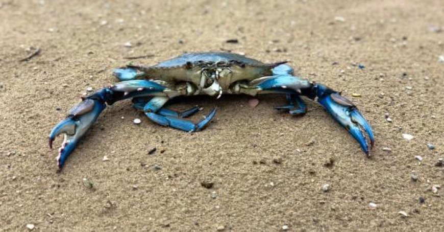 L’ancien préfet Enrico Caterino nommé commissaire extraordinaire pour le crabe bleu