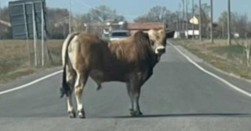 Bedonia: Mann wird von einem Stier angegriffen