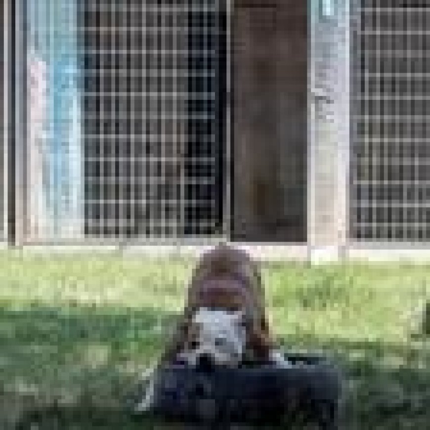 Ende der Ehe im städtischen Hundehaus-Katzendetektiv – Multiservice von Vincenzo Arena übernimmt. Der Tropfen? Der Hund Positano