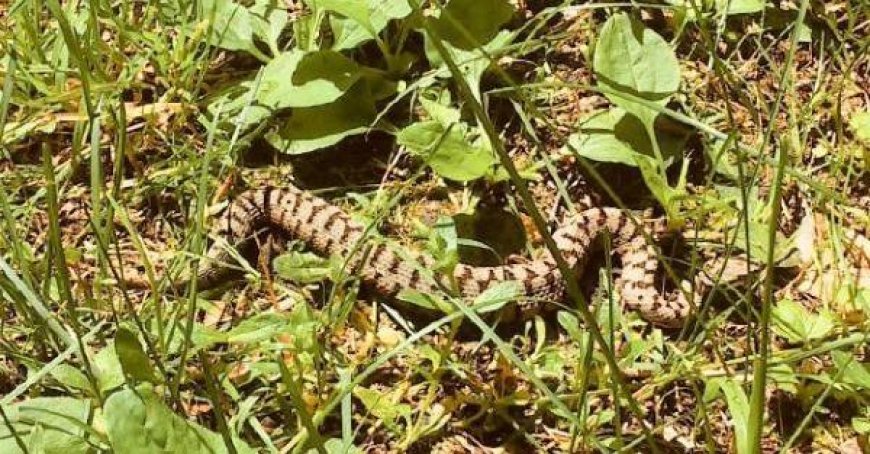 Sauvetage en action : homme mordu par un serpent en coupant l’herbe avec une tondeuse à Bedonia