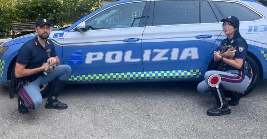 Neugeborene Kätzchen in Autobahn-Raststätte ausgesetzt: Von Polizei gerettet