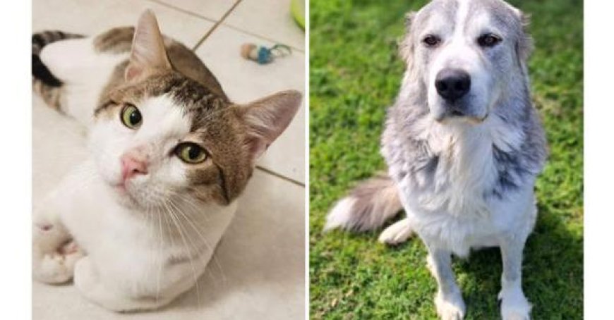 Simba and Oliver: Rescue Dogs Looking for Love After Being Surrendered by Owners