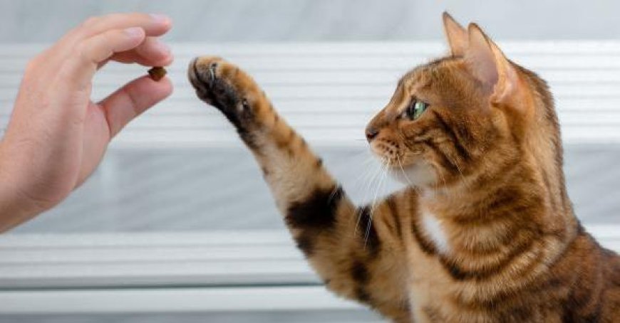 Kann man eine Katze trainieren? Vielleicht ja, aber ohne zu übertreiben…