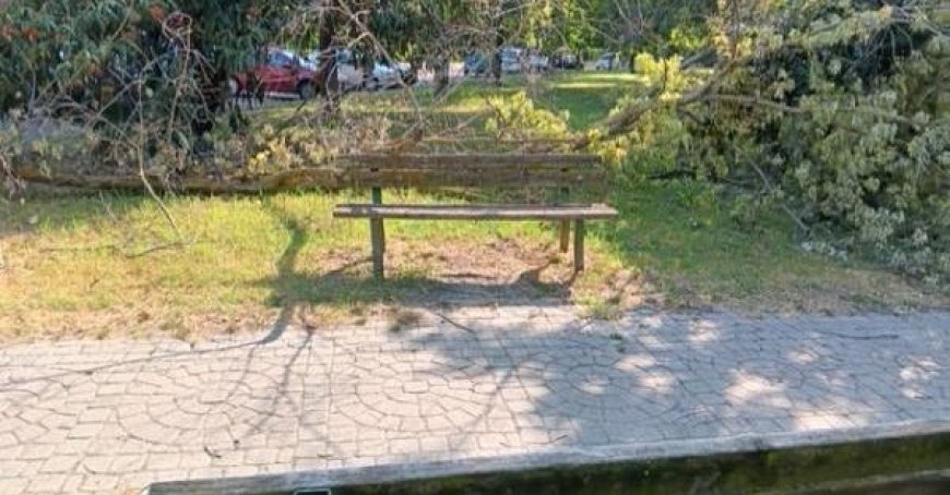 Baum stürzt auf eine Bank hinter dem Piazza Mattarella: Aber niemand greift ein