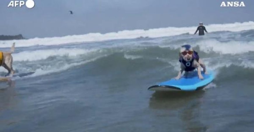 Compétition mondiale de surf : des chiens surfent sur la crête des vagues en Californie – Vidéo