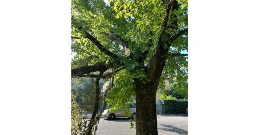 Des branches tombées dans la Via Kant après le violent vent du 7 août dernier. Les branches sont toujours là – photos