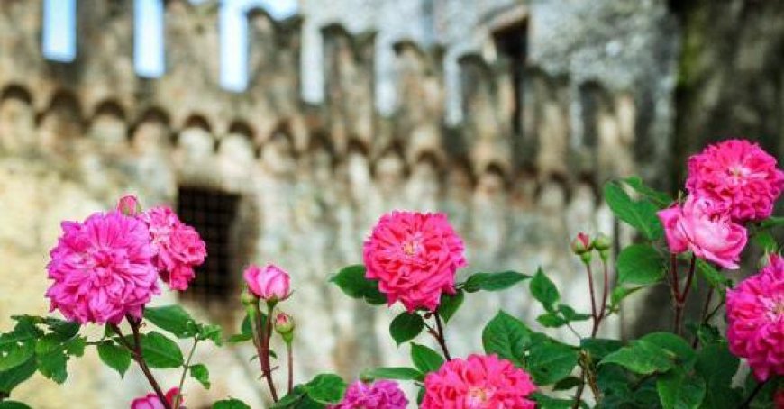 Grands spectacles de fauconnerie à mi-août : aigles et chouettes en vol au château de Tabiano