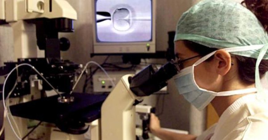 Wissenschaftler aus Parma führen Schweine-Nierentransplantation durch