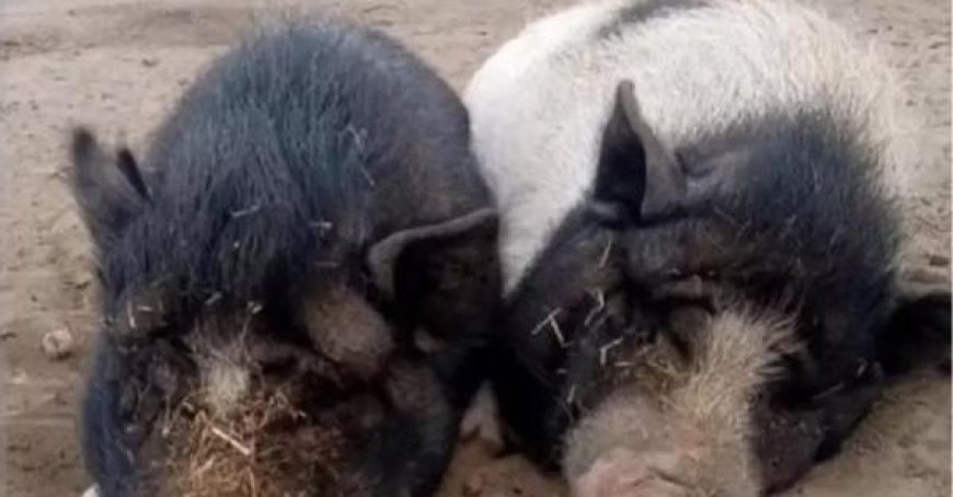 Schweinepest: 9 Gemeinden im Piacentino in neuen Restriktionszonen
