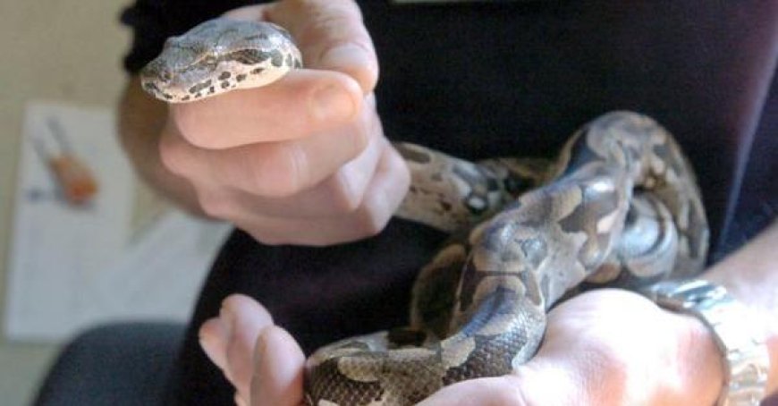 Frau in Piombino wegen Haltung einer Boa Constrictor angezeigt