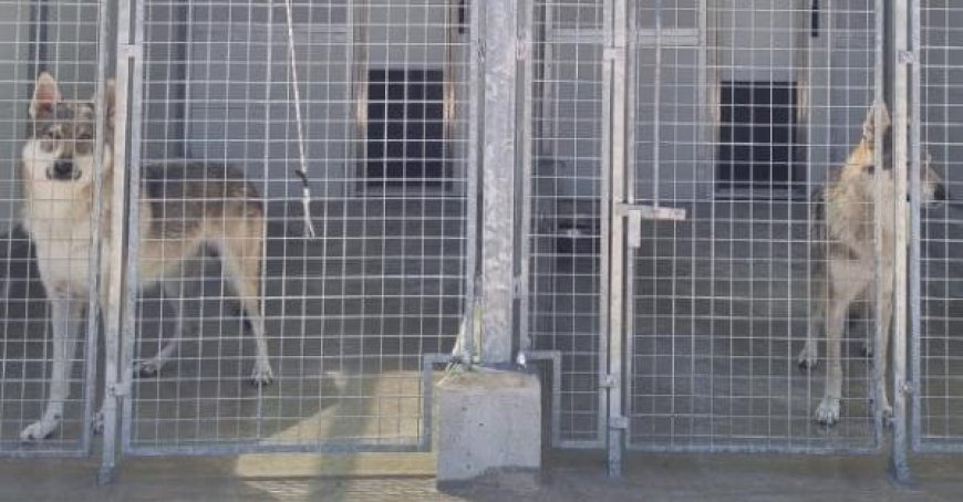 Les bénévoles : “Voici comment nous sauvons les chiens de la chaleur”