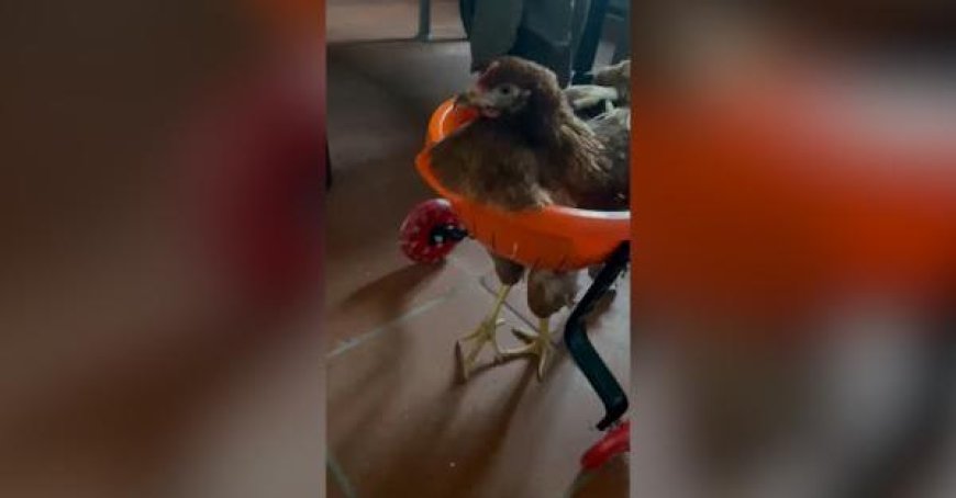 Huhn Rossini lernt zu laufen – Video