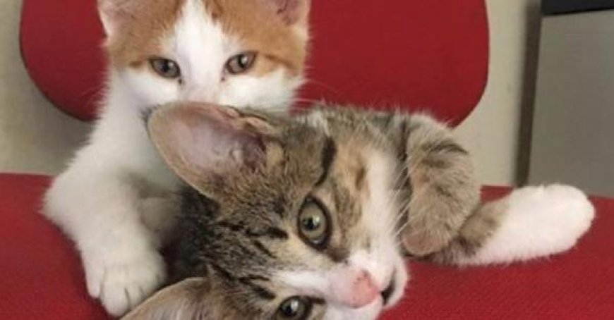 Une étude sur plus de 400 cas : même lorsque cela concerne un chien