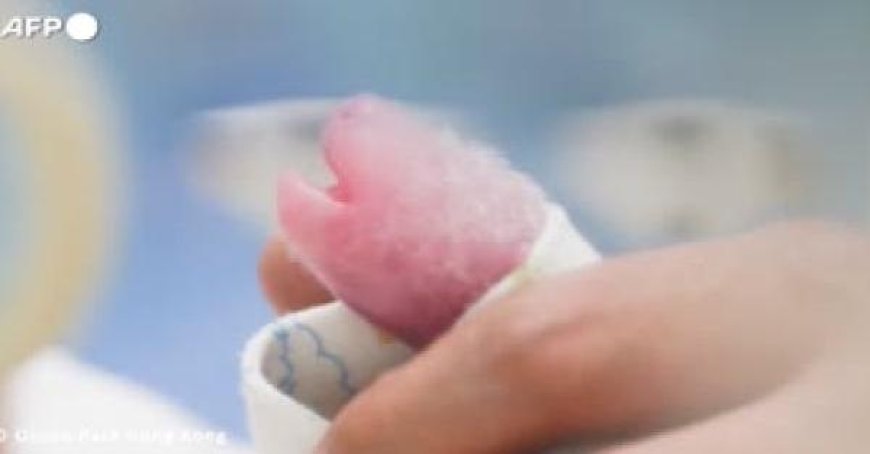 Naissance des premiers jumeaux de panda géant à Hong Kong – Vidéo: l’allaitement