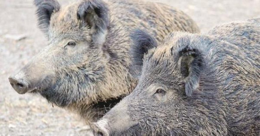 La peste porcine : ne faisons pas une dispute idéologique