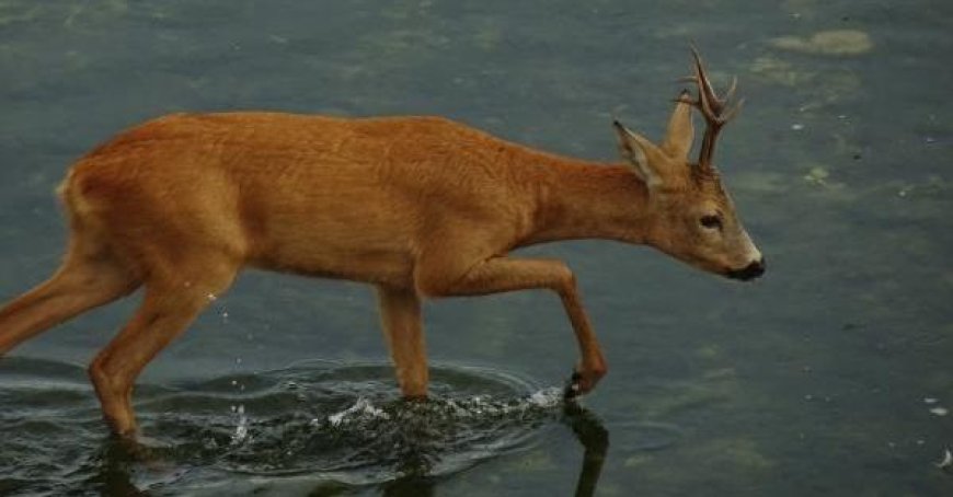 Une famille de cerfs en excursion dans le lit de la Parma – Les photos d’une lectrice