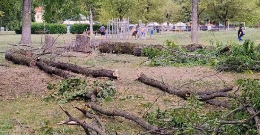 Protestation au Parc Ferrari: la colère des visiteurs contre la coupe des plantes