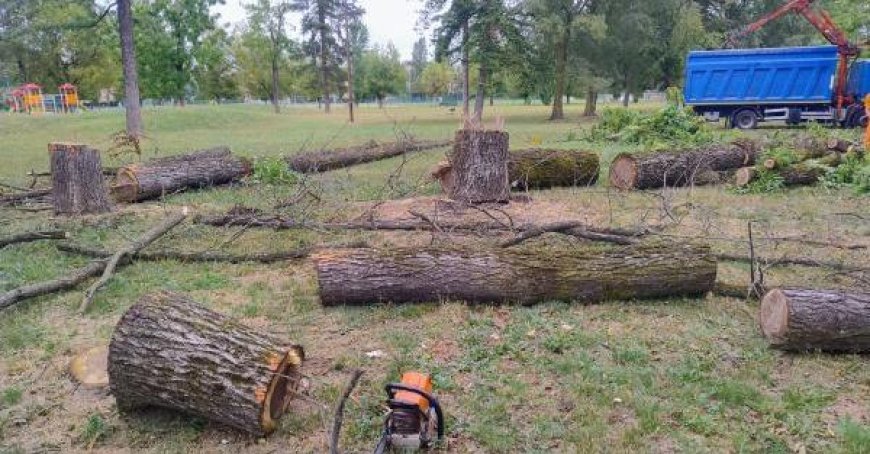 Des arbres abattus au parc Ferrari (et protestation des visiteurs) – Photos