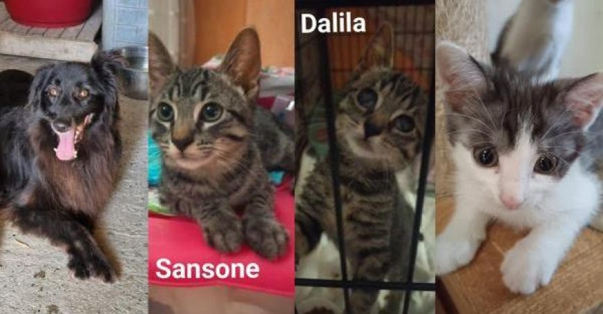 Adoption : chiens et chats à la recherche d’une maison à Parme – Photo