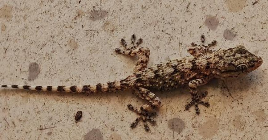 Reader’s Photo of Gecko Sparks Optimism in Massimo Mari