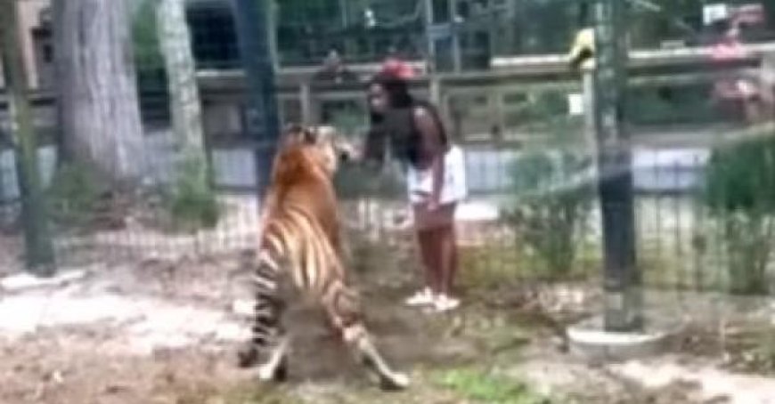 Man Crosses Zoo Fence, Narrowly Avoids Tiger Attack – Video captured the harrowing incident at the zoo.
