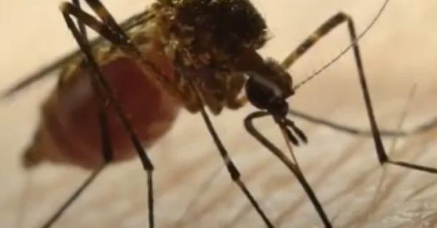 Two Deaths in Parma Due to West Nile Virus – Video报道