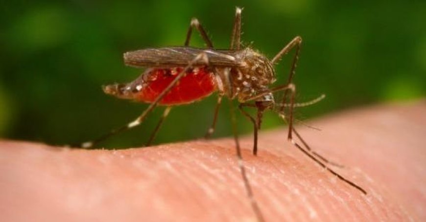 Deux morts à Parme suite au virus du Nil occidental