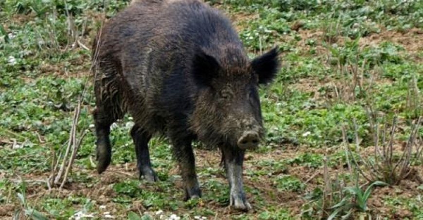 Collecchio: Mann bei Morgenspaziergang von zwei Wildschweinen verfolgt