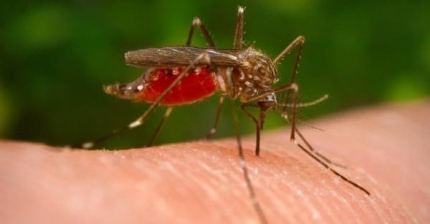 Deux nouveaux cas de patients malades du virus du Nil occidental signalés dans la province, alerte dans la ville pour un cas suspect de Dengue