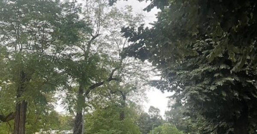 Des arbres tombent à cause du vent fort à Sala Baganza – Photos