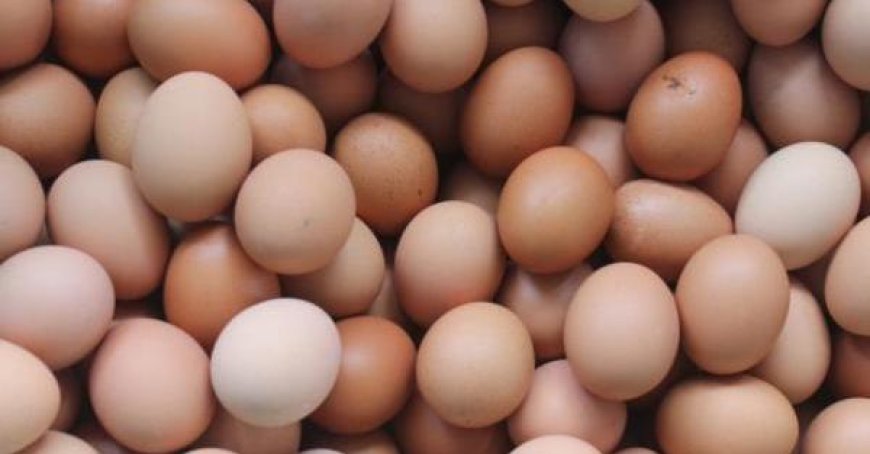 Eier mit Salmonellen verseucht: 28 Rückrufe für verschiedene Marken