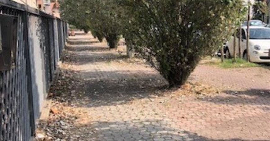 Controversial Decision to Plant Trees on Viale Villetta Impacts Pedestrians and Cyclists